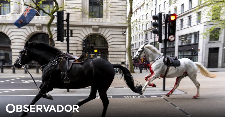 Quatro pessoas feridas por cavalos militares à solta no centro de Londres. Um estava coberto desangue